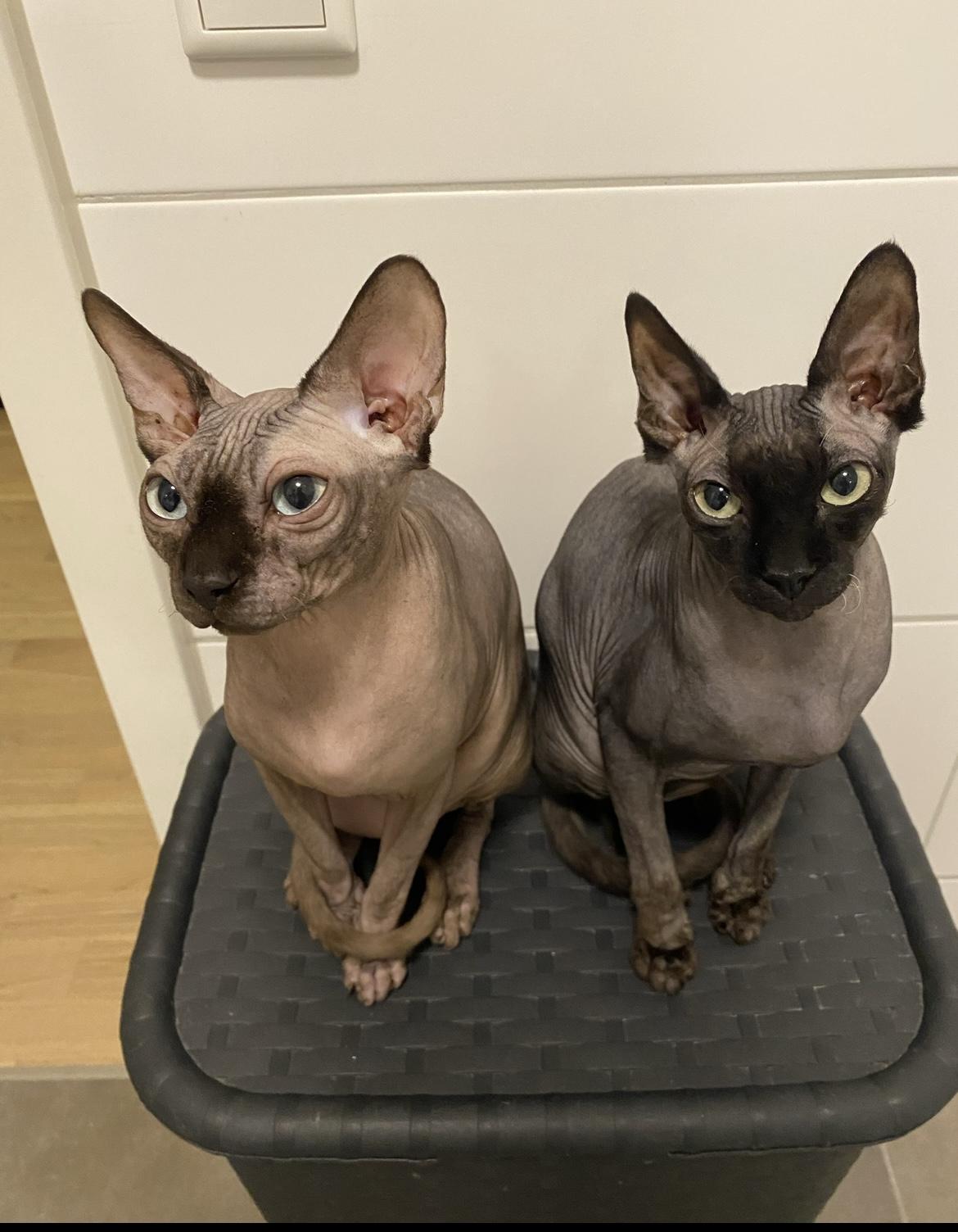 Zwei wunderschöne Sphinx