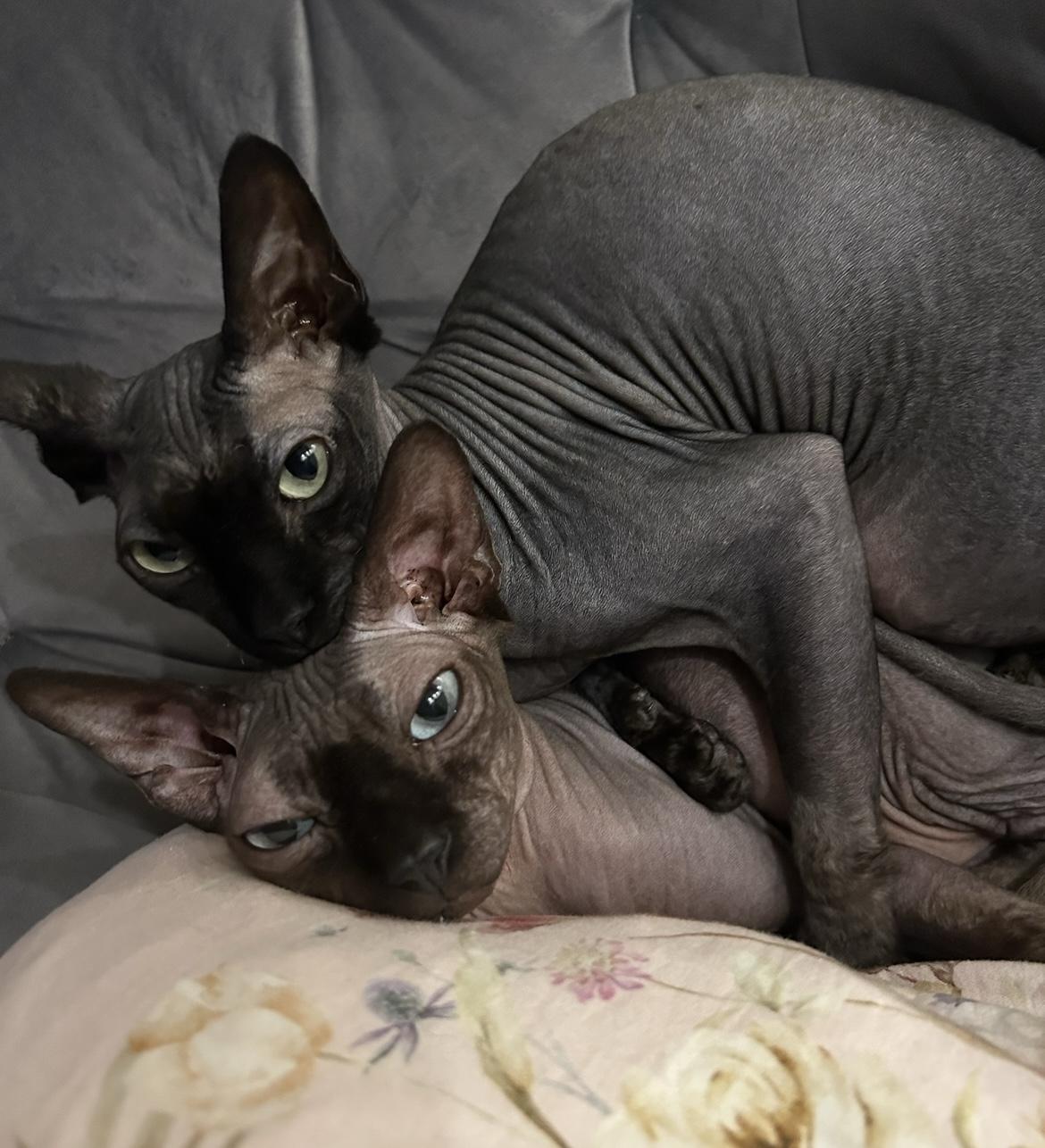 Zwei wunderschöne Sphinx