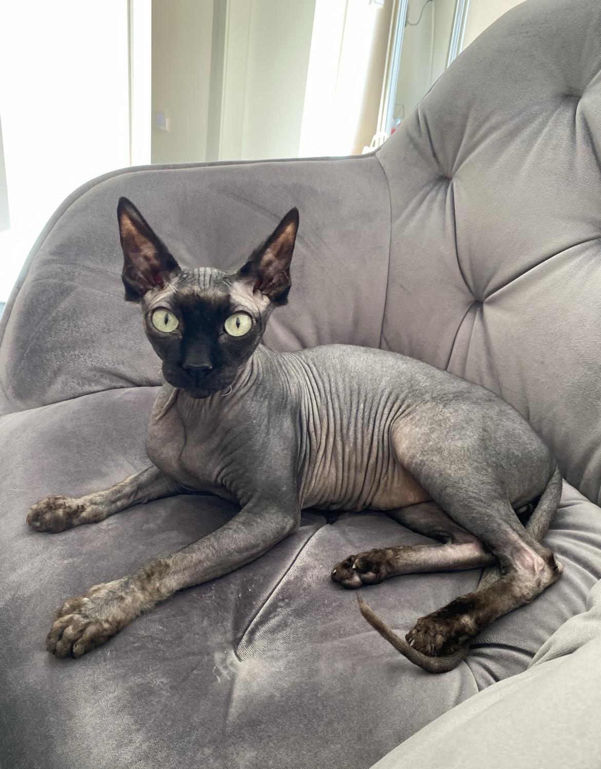 Zwei wunderschöne Sphinx