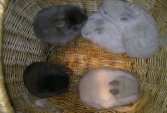 5 Wunderschöne Zwergkaninchenbabys suchen ein  neues Zuhause