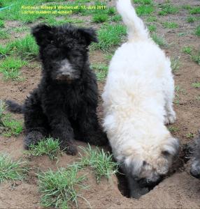 Pumi Welpen, ungarischer Hütehund, wenig bekannte Rasse