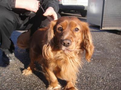 Benny, Anfaengerhund, sucht Familie mit Kinder