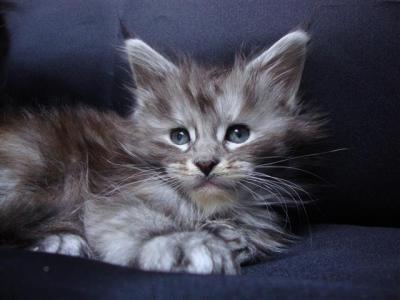 ***Maine Coon Babies***