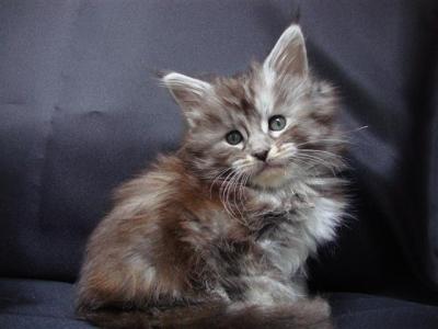 ***Maine Coon Babies***