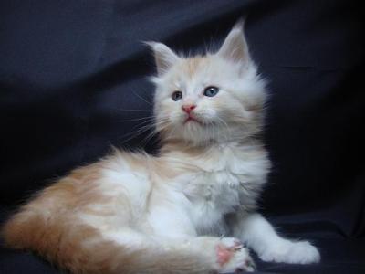 ***Maine Coon Babies***