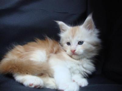 ***Maine Coon Babies***