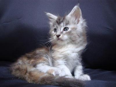 ***Maine Coon Babies***