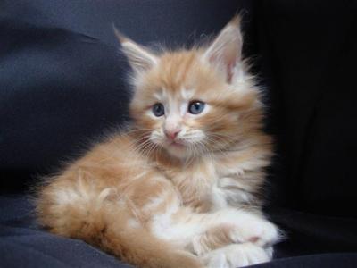 ***Maine Coon Babies***