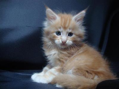 ***Maine Coon Babies***