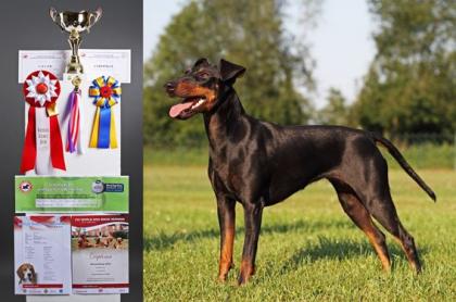 Manchester Terrier - vom Trajan -