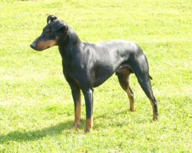 Manchester Terrier - vom Trajan -