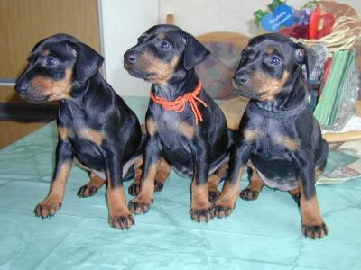 Manchester Terrier - vom Trajan -