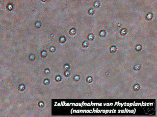 PHYTOPLANKTON, ZOOPLANKTON, SPEZIALNÄHRSTOFF, ZUCHTANLEITUNGEN