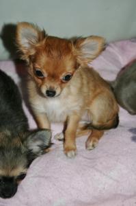 Reinrassige Chihuahua Prinzessin ♥ Mini Mini