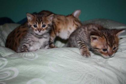 Typvolle Bengalkitten mit Ahnenpass und Traumhaft schöne Bengalkitten