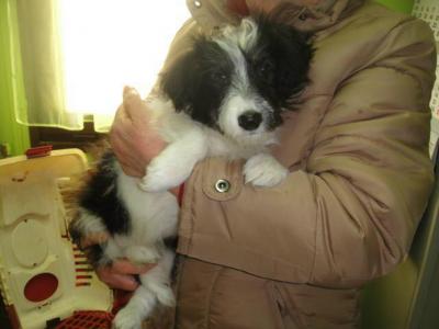 Zoe, das kleine taube Haeschen sucht Familie