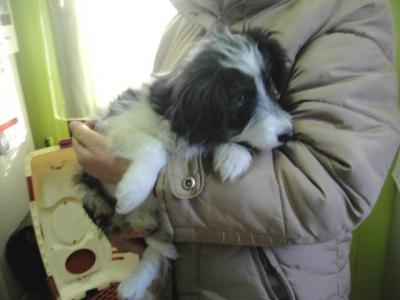 Zoe, das kleine taube Haeschen sucht Familie