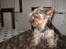 Yorkshire Terrier - Rüde mit Ahnentafel