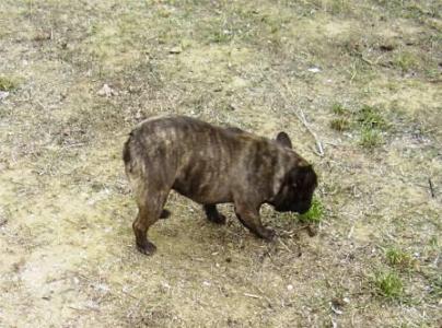 Französische Bulldoggen