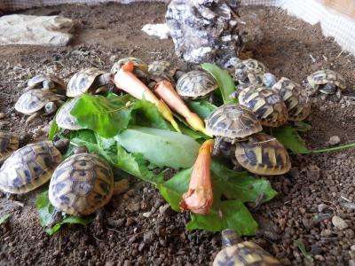 Griechische Landschildkröten THB NZ. 2011