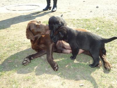 Labrador-Mischlings-Welpen suchen ein liebevolles Zuhause
