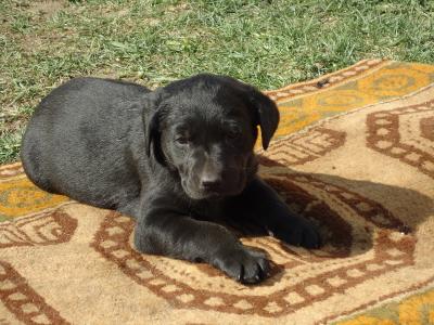 Labrador-Mischlings-Welpen suchen ein liebevolles Zuhause