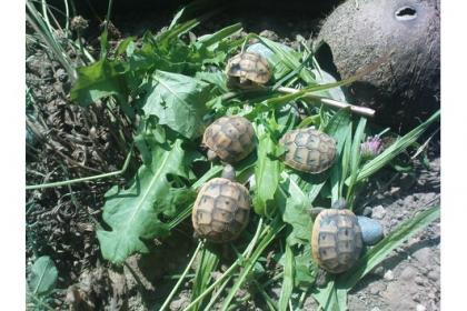 Maurische Landschildkröten - Nachzuchten aus 2011 und 2010