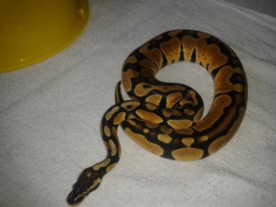 Python Regius Pastel,Mojave, Spider,Morelia spilota cheynei