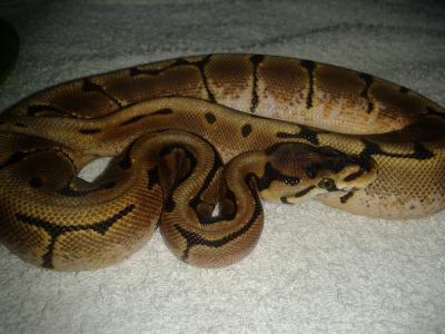 Python Regius Pastel,Mojave, Spider,Morelia spilota cheynei