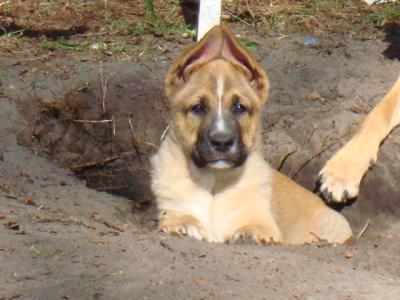 Süße und gesunde Schäferhund-Mischlingswelpen aus der Lüneburger Heide