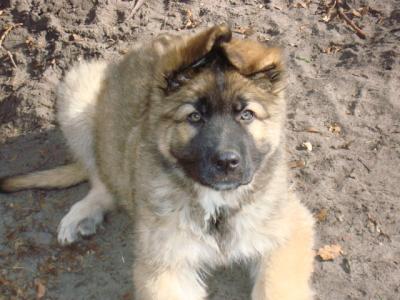 Süße und gesunde Schäferhund-Mischlingswelpen aus der Lüneburger Heide