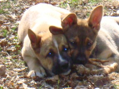 Süße und gesunde Schäferhund-Mischlingswelpen aus der Lüneburger Heide