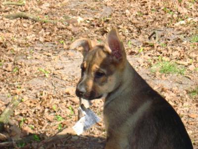 Süße und gesunde Schäferhund-Mischlingswelpen aus der Lüneburger Heide