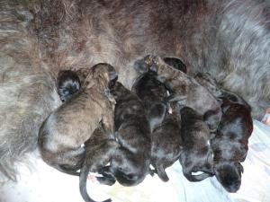 Irish Wolfhound Welpen vom Königsgut