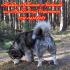 Alaskan Malamute Snow Wolf Elvis u.Sib.Husky Akimo z.decken