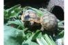 Maurische Landschildkröten - Nachzuchten aus 2011 und 2010