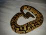 Python Regius Pastel,Mojave, Spider,Morelia spilota cheynei