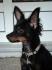 Russkiy Toy Russischer Toy Terrier