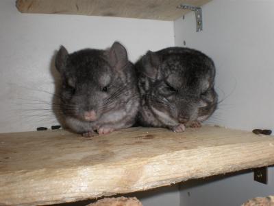 Chinchillas Nachwuchs aus meiner Hobbyzucht abzugeben!!!