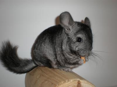 Chinchillas Nachwuchs aus meiner Hobbyzucht abzugeben!!!