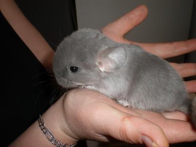 Chinchillas Nachwuchs aus meiner Hobbyzucht abzugeben!!!