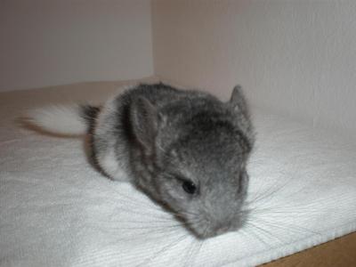 Chinchillas Nachwuchs aus meiner Hobbyzucht abzugeben!!!