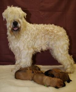 Irish Soft Coated Wheaten Terrier Welpen