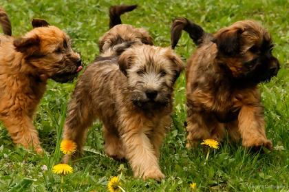 Irish Soft Coated Wheaten Terrier Welpen