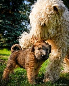 Irish Soft Coated Wheaten Terrier Welpen