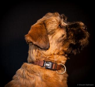 Irish Soft Coated Wheaten Terrier Welpen