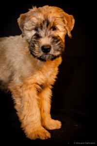 Irish Soft Coated Wheaten Terrier Welpen