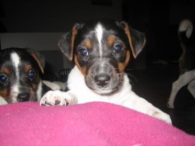 Reinrassige Jack Russel Welpen , Tri-Color