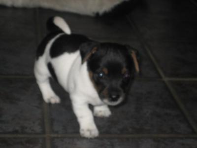 Reinrassige Jack Russel Welpen , Tri-Color