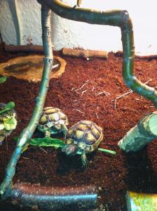 2 Breitrandschildkröten mit Zubehör
